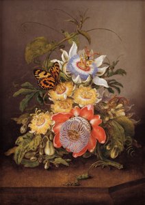 Passiflora de Ferdinand Bauer
